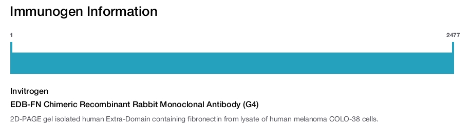 EDB-FN Chimeric Recombinant Rabbit Monoclonal Antibody (G4)