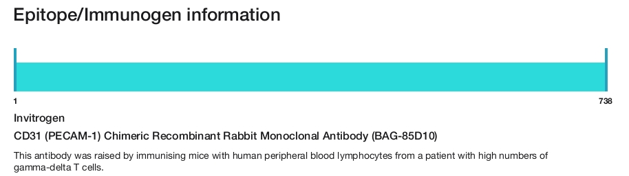 CD31 (PECAM-1) Chimeric Recombinant Rabbit Monoclonal Antibody (BAG-85D10)