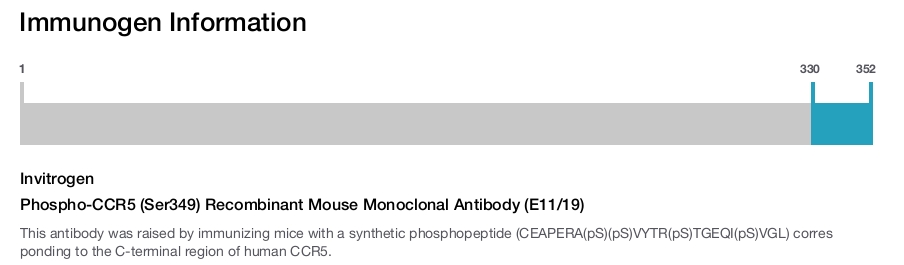 Phospho-CCR5 (Ser349) Recombinant Mouse Monoclonal Antibody (E11/19)