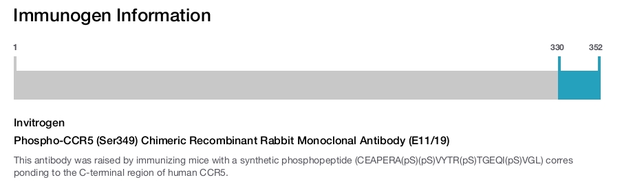 Phospho-CCR5 (Ser349) Chimeric Recombinant Rabbit Monoclonal Antibody (E11/19)