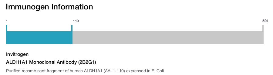ALDH1A1 Monoclonal Antibody (2B2G1)