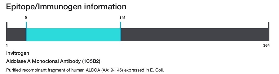Aldolase A Monoclonal Antibody (1C5B2)