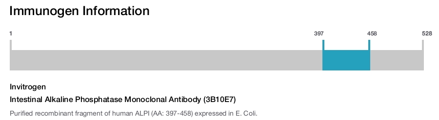 Intestinal Alkaline Phosphatase Monoclonal Antibody (3B10E7)