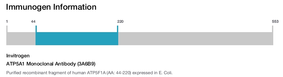 ATP5A1 Monoclonal Antibody (3A6B9)