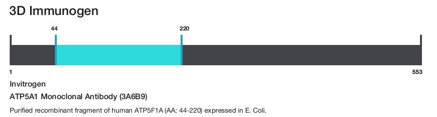 ATP5A1 Monoclonal Antibody (3A6B9)