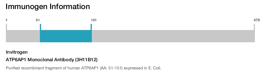 ATP6AP1 Monoclonal Antibody (3H11B12)