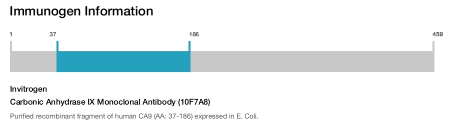 Carbonic Anhydrase IX Monoclonal Antibody (10F7A8)