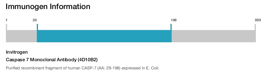 Caspase 7 Monoclonal Antibody (4D10B2)