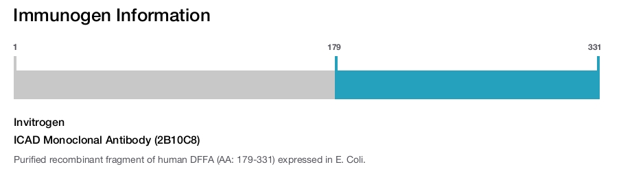 ICAD Monoclonal Antibody (2B10C8)