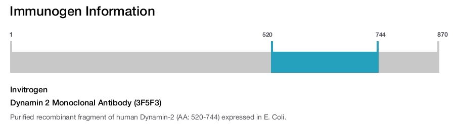 Dynamin 2 Monoclonal Antibody (3F5F3)