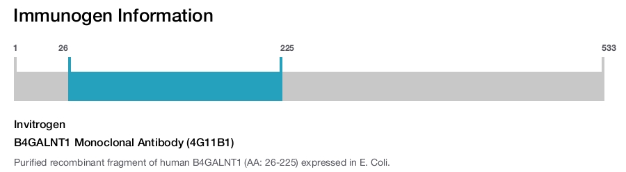 B4GALNT1 Monoclonal Antibody (4G11B1)
