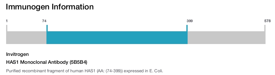 HAS1 Monoclonal Antibody (5B5B4)