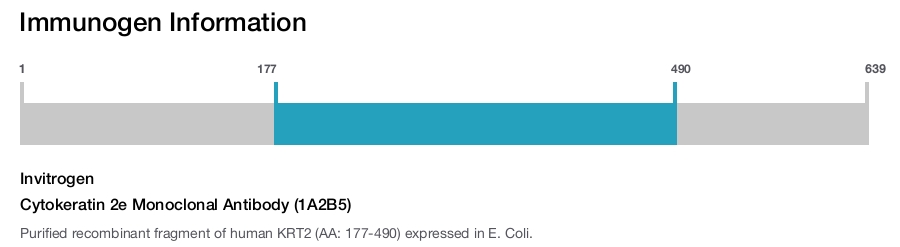 Cytokeratin 2e Monoclonal Antibody (1A2B5)