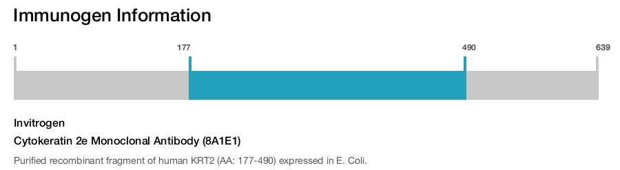 Cytokeratin 2e Monoclonal Antibody (8A1E1)