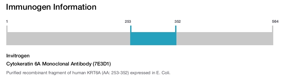 Cytokeratin 6A Monoclonal Antibody (7E3D1)