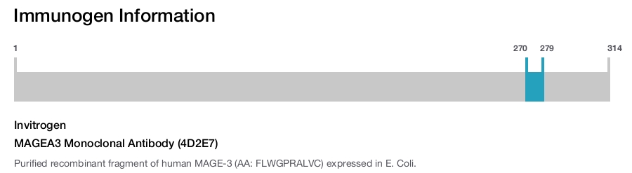 MAGEA3 Monoclonal Antibody (4D2E7)