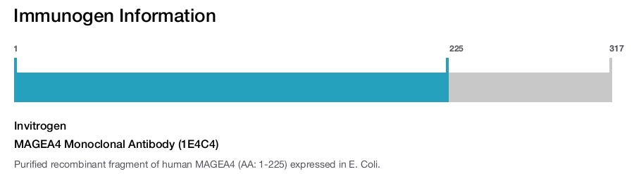 MAGEA4 Monoclonal Antibody (1E4C4)