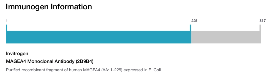 MAGEA4 Monoclonal Antibody (2B9B4)