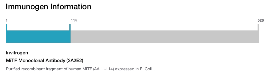 MiTF Monoclonal Antibody (3A2E2)