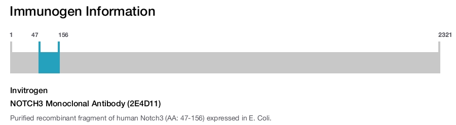 NOTCH3 Monoclonal Antibody (2E4D11)