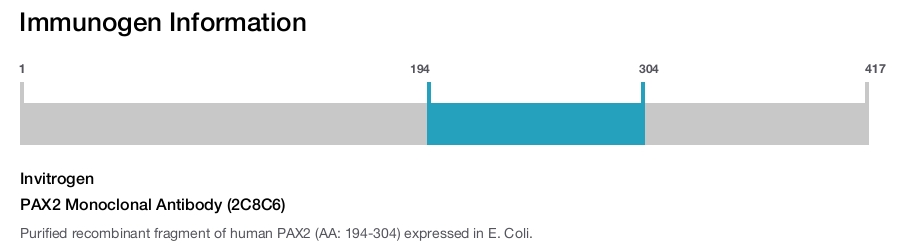 PAX2 Monoclonal Antibody (2C8C6)