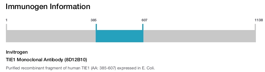 TIE1 Monoclonal Antibody (8D12B10)