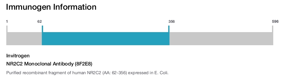 NR2C2 Monoclonal Antibody (8F2E8)