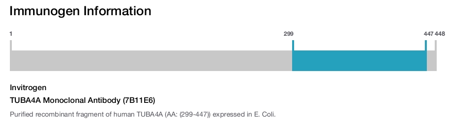 TUBA4A Monoclonal Antibody (7B11E6)