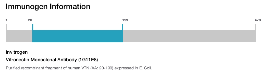 Vitronectin Monoclonal Antibody (1G11E8)