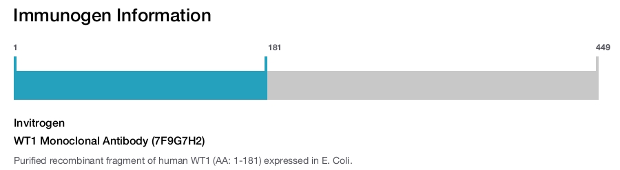 WT1 Monoclonal Antibody (7F9G7H2)