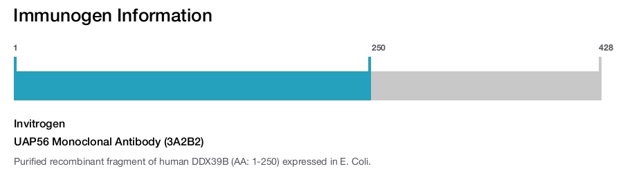 UAP56 Monoclonal Antibody (3A2B2)