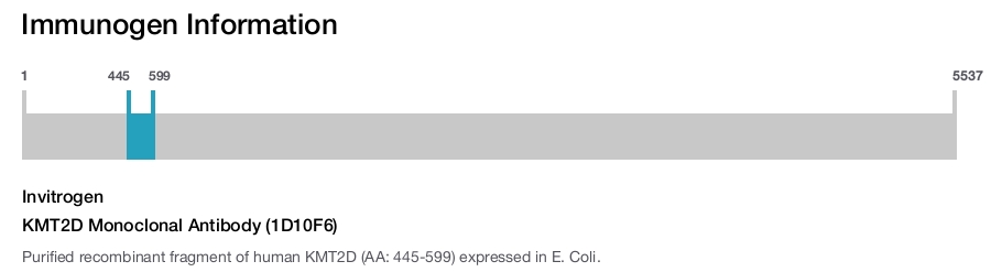 KMT2D Monoclonal Antibody (1D10F6)