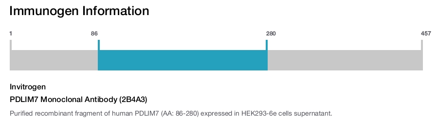 PDLIM7 Monoclonal Antibody (2B4A3)