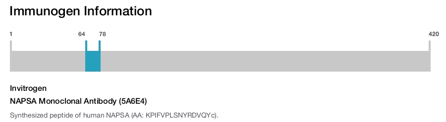 NAPSA Monoclonal Antibody (5A6E4)