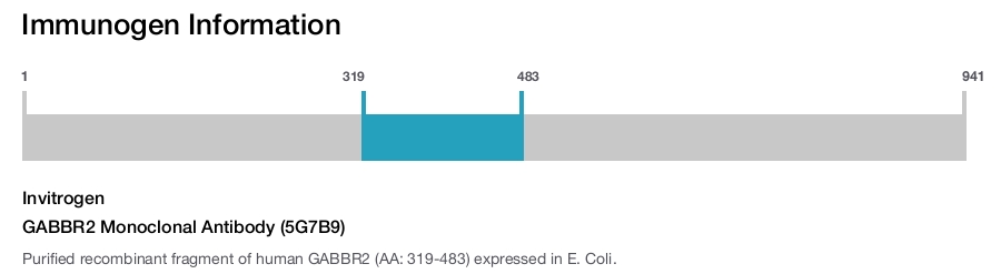 GABBR2 Monoclonal Antibody (5G7B9)