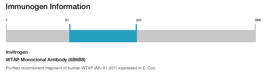 WTAP Monoclonal Antibody (6B6B8)