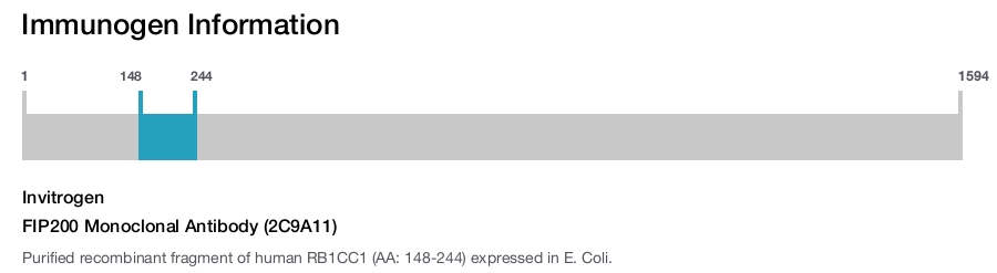 FIP200 Monoclonal Antibody (2C9A11)