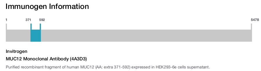 MUC12 Monoclonal Antibody (4A3D3)