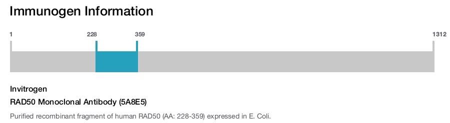 RAD50 Monoclonal Antibody (5A8E5)