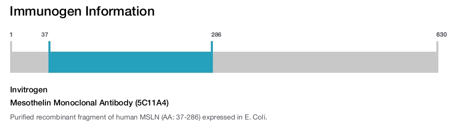 Mesothelin Monoclonal Antibody (5C11A4)