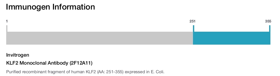 KLF2 Monoclonal Antibody (2F12A11)
