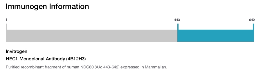 HEC1 Monoclonal Antibody (4B12H3)