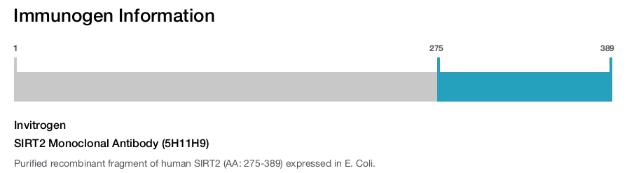 SIRT2 Monoclonal Antibody (5H11H9)
