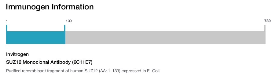 SUZ12 Monoclonal Antibody (6C11E7)