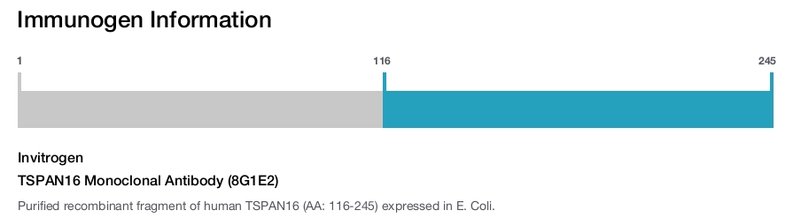 TSPAN16 Monoclonal Antibody (8G1E2)