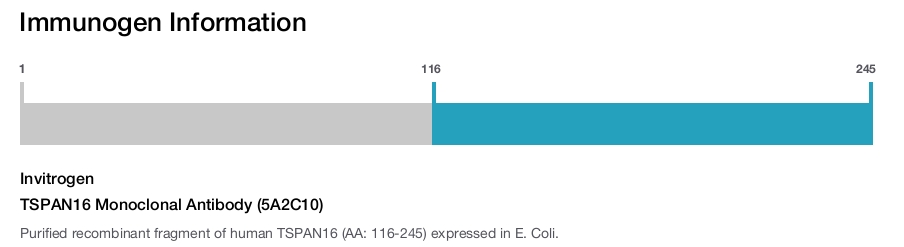 TSPAN16 Monoclonal Antibody (5A2C10)