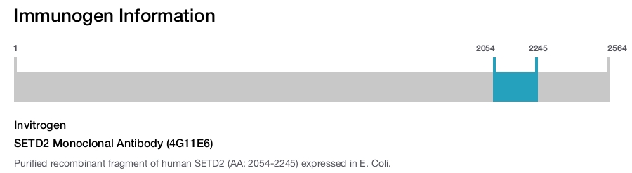 SETD2 Monoclonal Antibody (4G11E6)