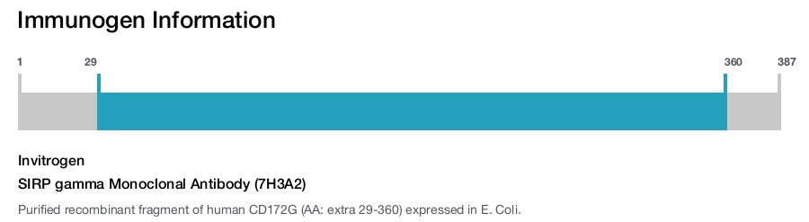 SIRP gamma Monoclonal Antibody (7H3A2)