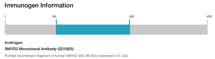 SMYD2 Monoclonal Antibody (2D10E5)