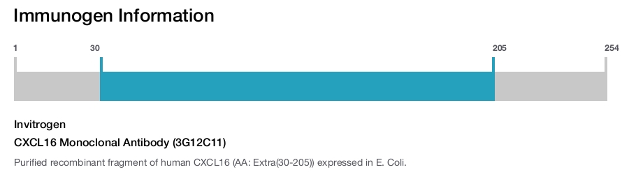 CXCL16 Monoclonal Antibody (3G12C11)